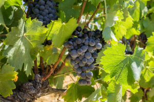adopter une vigne terra vitis